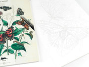 Natural History - Artists' Colouring Book
